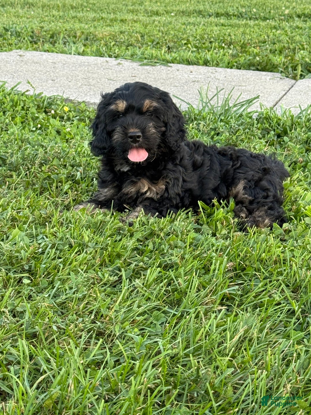 Cockapoo dogs for sale: Diva - Image 3
