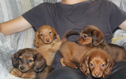 Miniature Dachshund dogs for sale: Zero - Image 8