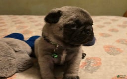 Pug dogs for sale: Derek - Image 13