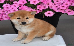 Shiba Inu dogs for sale: Shelley - Image 4