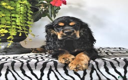 Cocker Spaniel dogs for sale: Banjo - Image 30