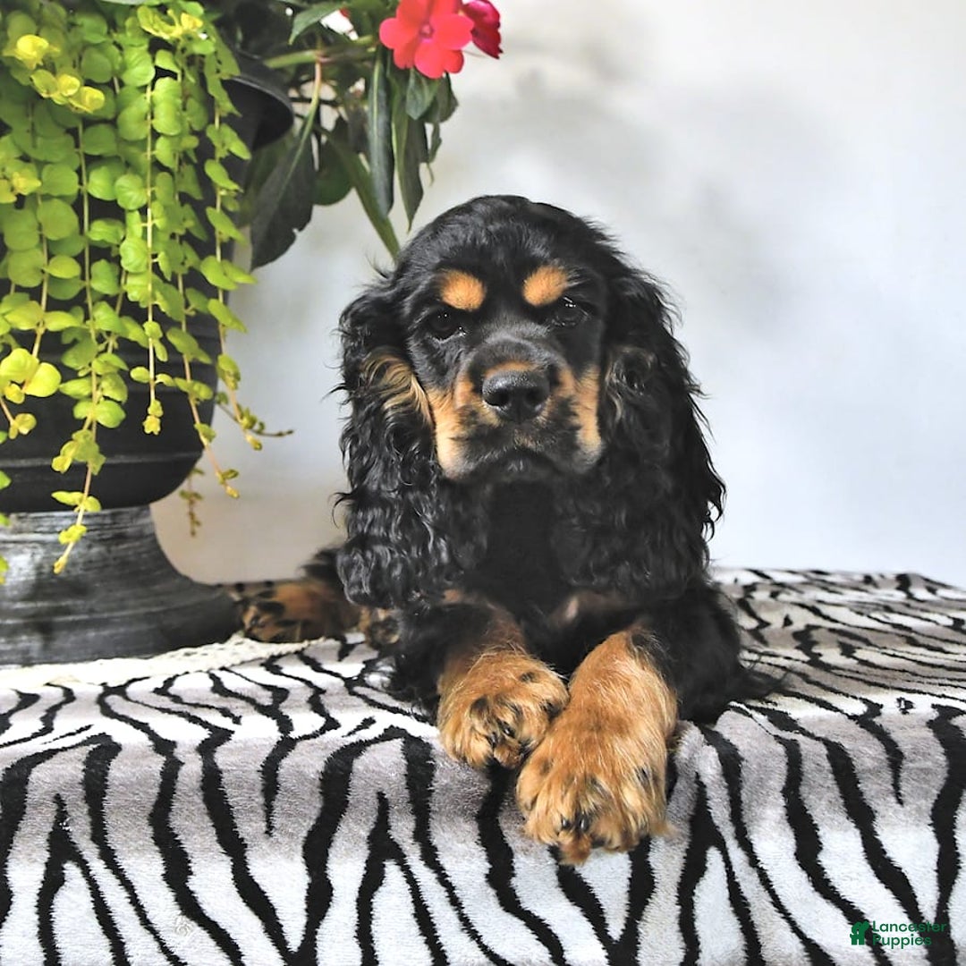 Cocker Spaniel dogs for sale: Banjo - Image 30