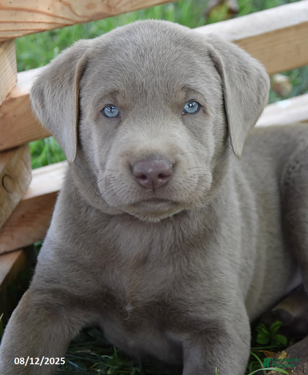 Labrador Retriever dogs for sale: Carl - Image 4