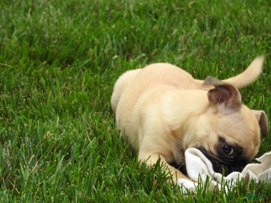 Jug dogs for sale: Jennie - Image 5