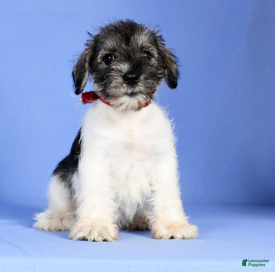 Miniature Schnauzer dogs for sale: Bella - Image 4