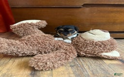 Yorkiepoo dogs for sale: Bandit - Image 4