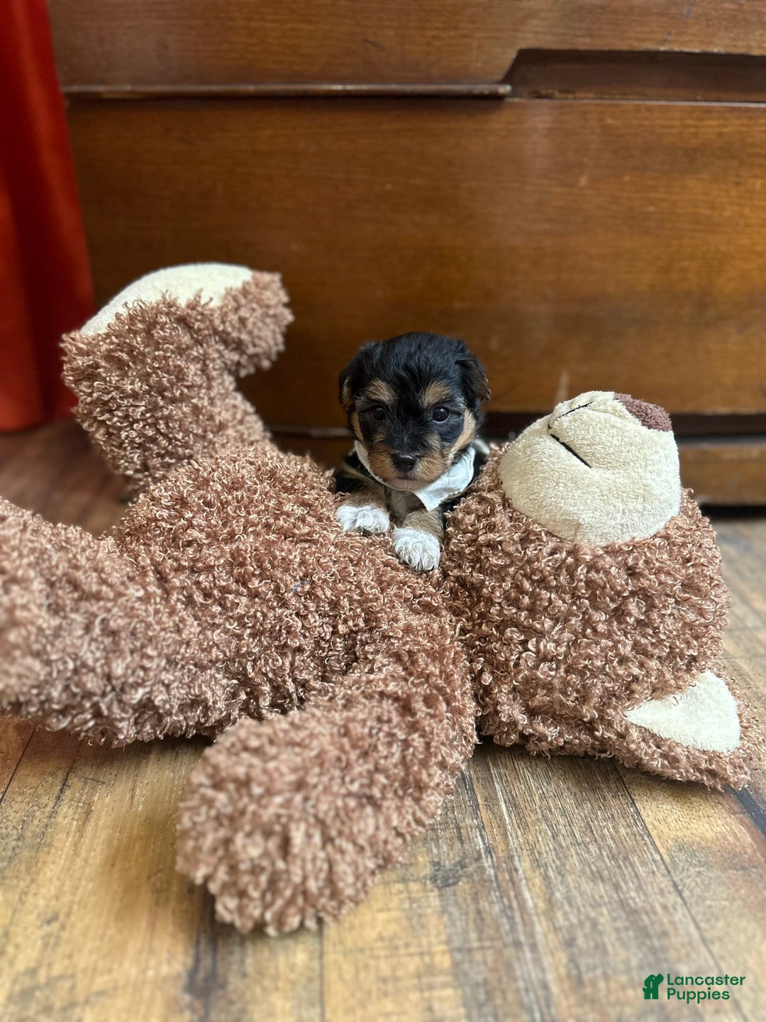 Yorkiepoo dogs for sale: Bandit - Image 4