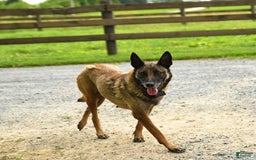 Belgian Malinois dogs for sale: Apple - Image 6