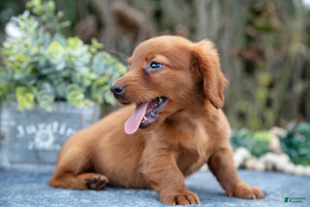 Miniature Dachshund dogs for sale: Marshall - Image 3