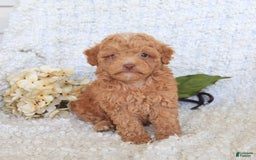 Toy Poodle dogs for sale: Blossom - Image 1