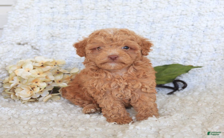 Toy Poodle dogs for sale - Ad 2