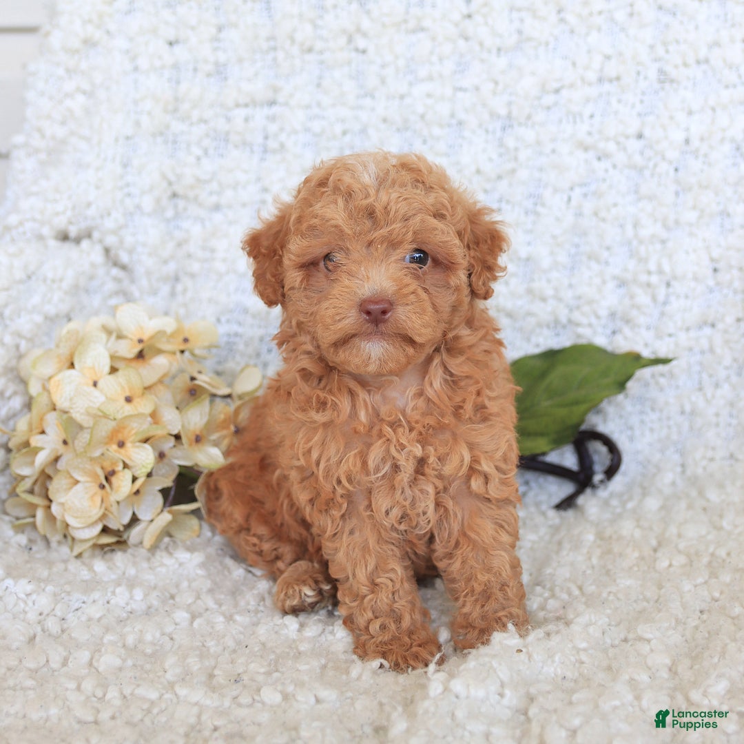 Toy Poodle dogs for sale: Blossom - Image 1