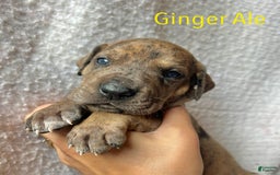 Great Dane dogs for sale: Ginger Ale - Image 1
