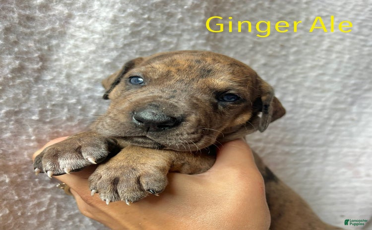 Great Dane dogs for sale - Ad 3