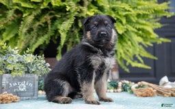 German Shepherd dogs for sale: Alia - Image 1