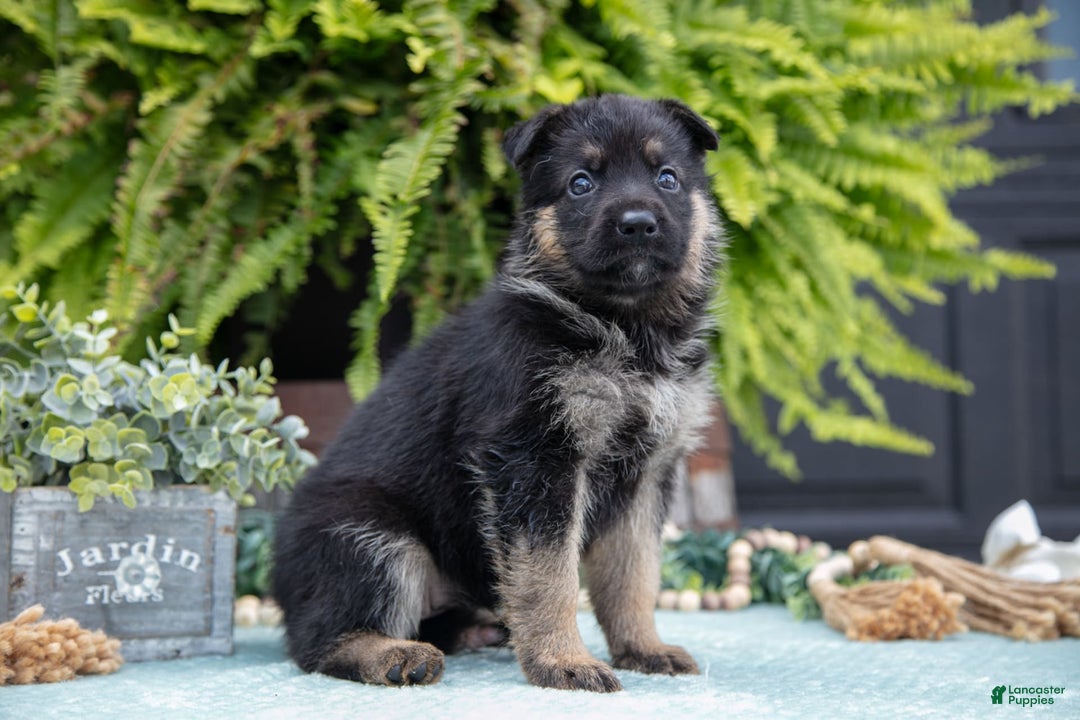 German Shepherd dogs for sale: Alia - Image 1