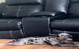 American Bully dogs for sale: Dior - Image 4