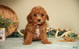 Mini Goldendoodle dogs for sale: Spencer - Image 5