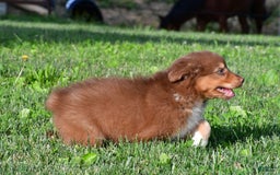 Australian Shepherd dogs for sale: Bo - Image 9
