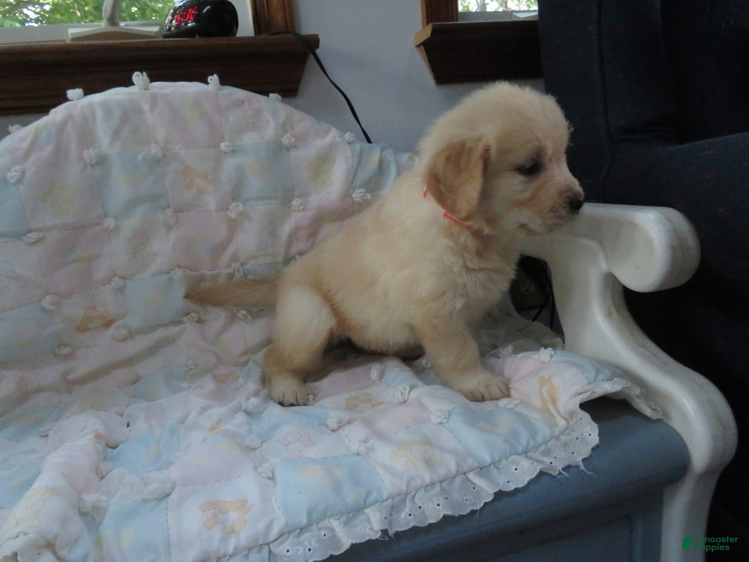 Golden Retriever dogs for sale: Erin - Image 17