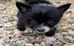 Pomchi dogs for sale: Night Fox - Image 8