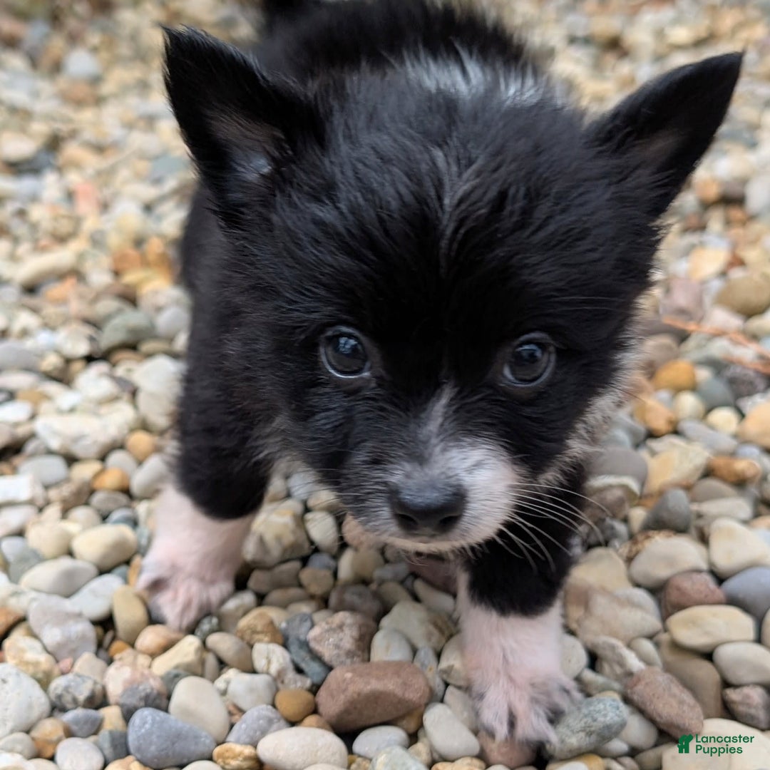 Pomchi dogs for sale: Night Fox - Image 8