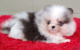 Pomeranian dogs for sale: Chip - Image 8