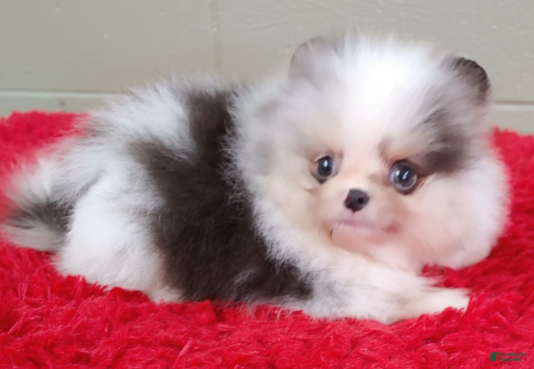 Pomeranian dogs for sale: Chip - Image 8