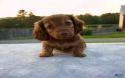 Miniature Dachshund dogs for sale: Olive - Image 2