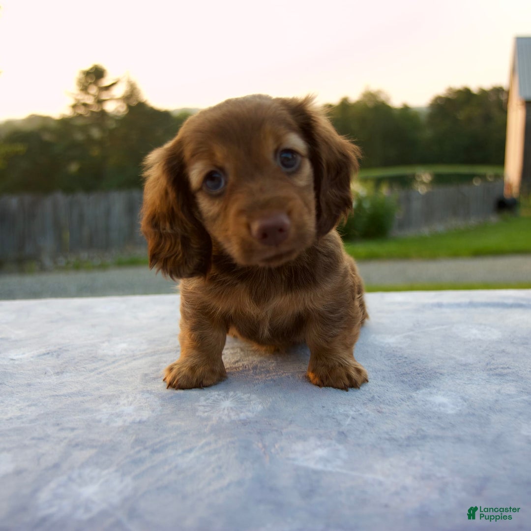 Miniature Dachshund dogs for sale: Olive - Image 2