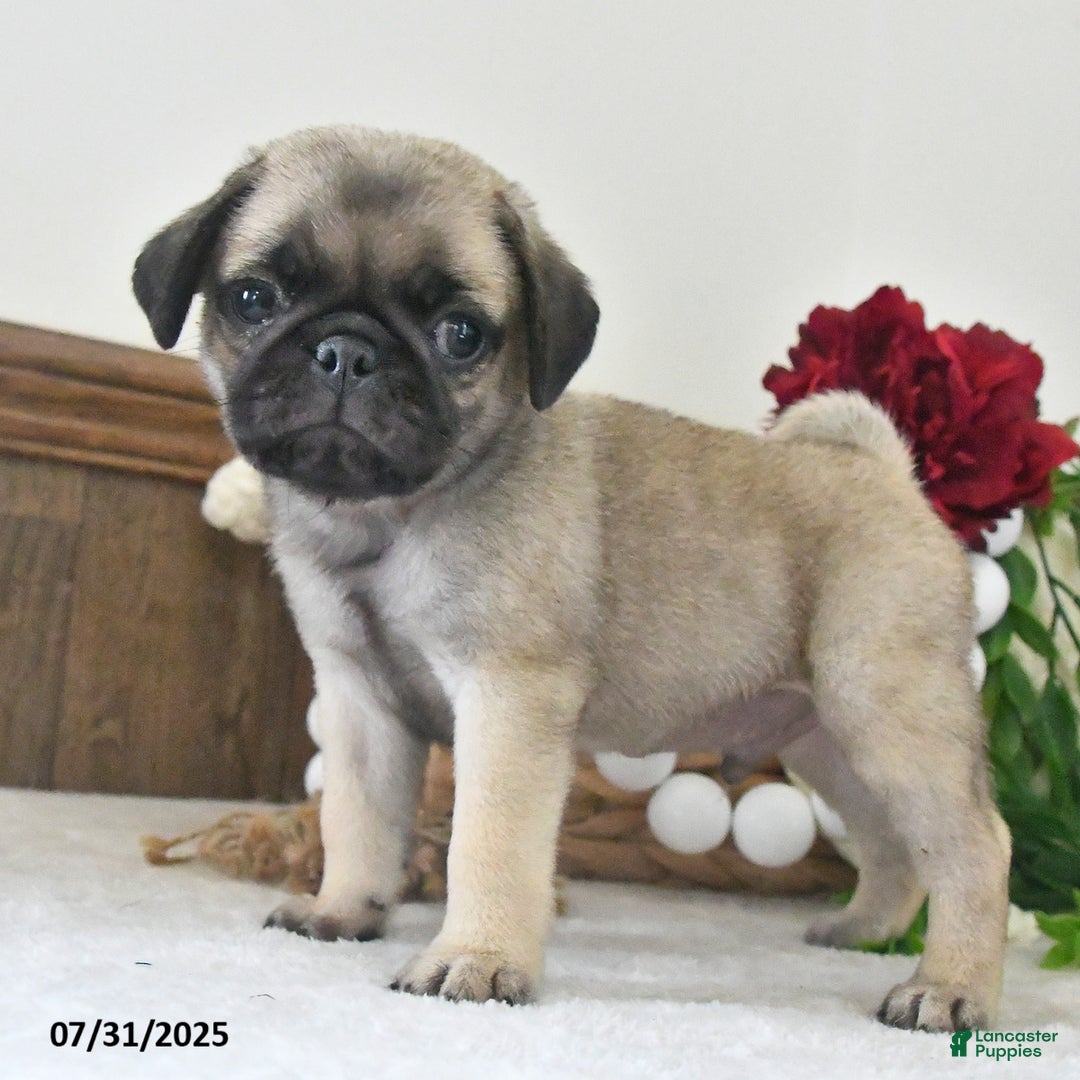 Puggle dogs for sale: Raindrop - Image 4