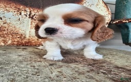 Cavalier King Charles Spaniel dogs for sale: Drake small Blenheim colored male - Image 1