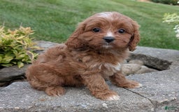 Cavapoo dogs for sale: Rosie - Image 2