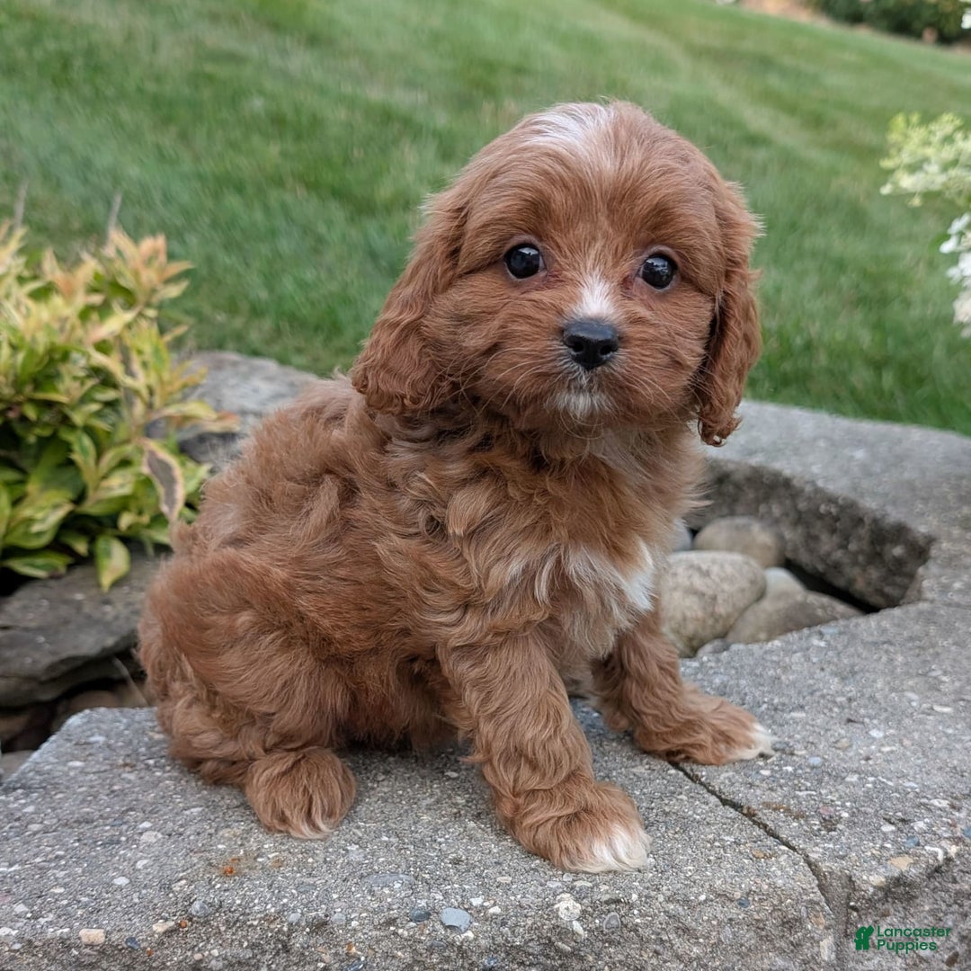 Cavapoo dogs for sale: Rosie - Image 2