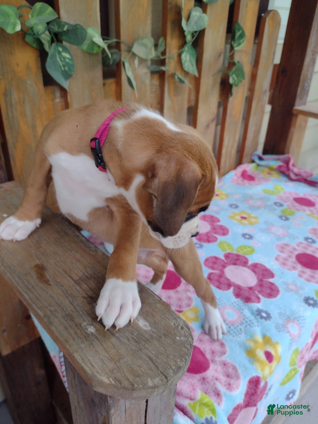 Boxer dogs for sale: Daisy - Image 5