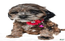 Cockapoo dogs for sale: Stalle - Image 5