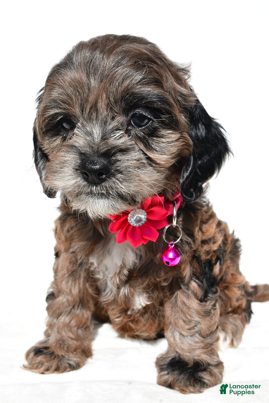 Cockapoo dogs for sale: Stalle - Image 5