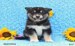 Pomsky dogs for sale: Murphy - Image 1