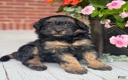 Mini Bernedoodle dogs for sale: Beauty - Image 4
