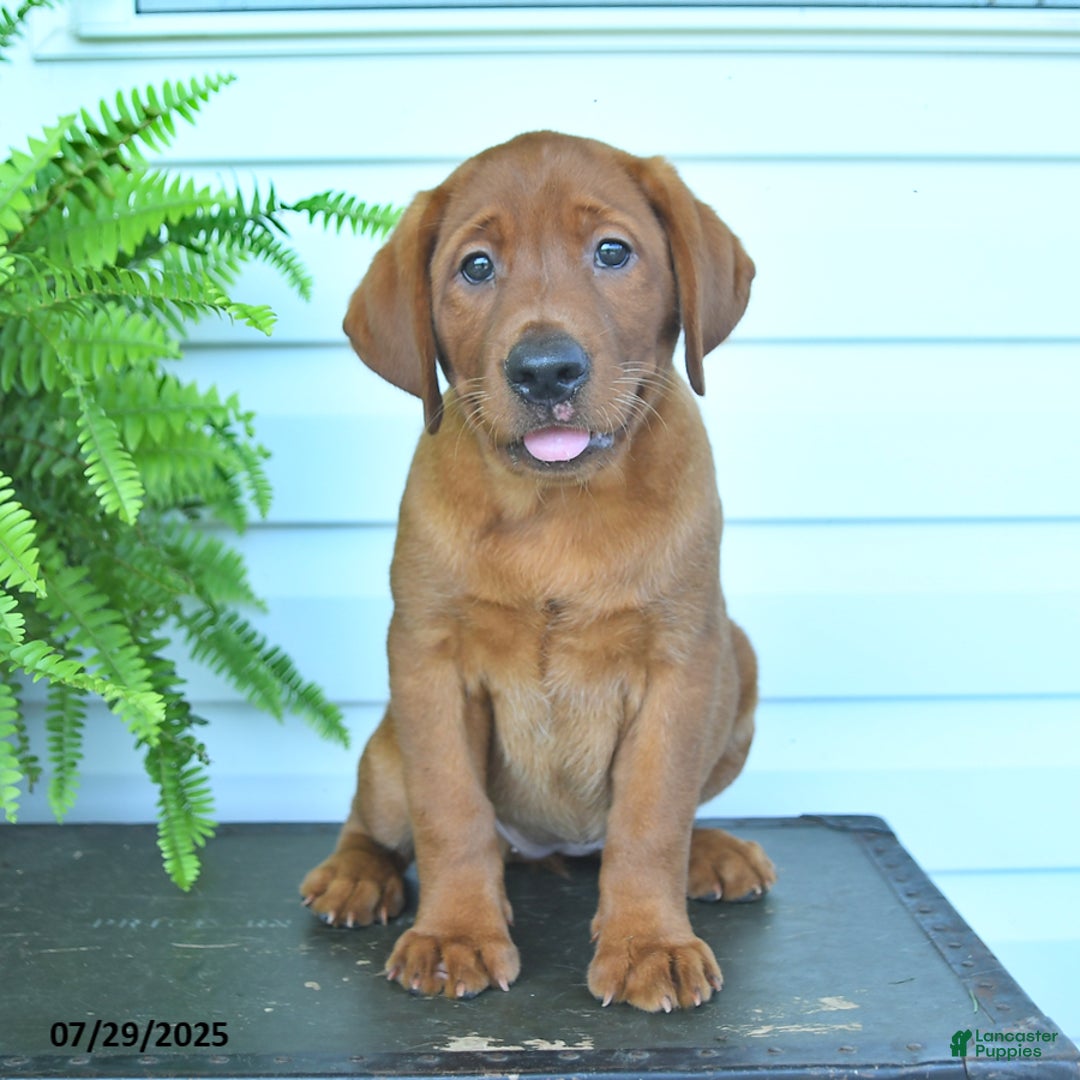 Labrador Retriever dogs for sale: Yenna - Image 4