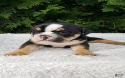 English Bulldog dogs for sale: Sage - Image 1