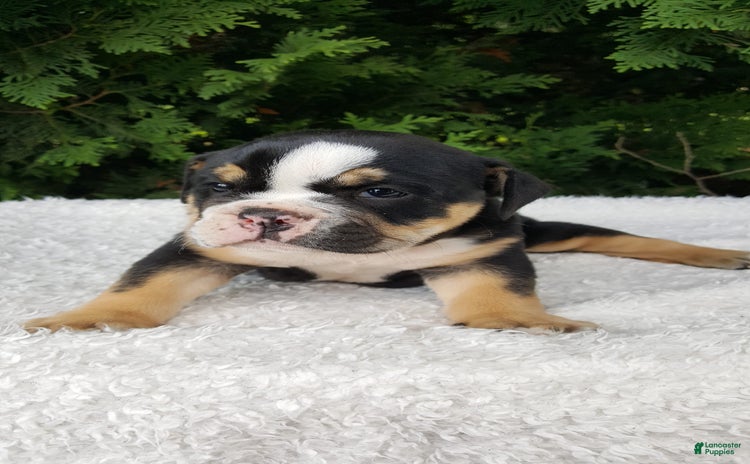 English Bulldog dogs for sale - Ad 1