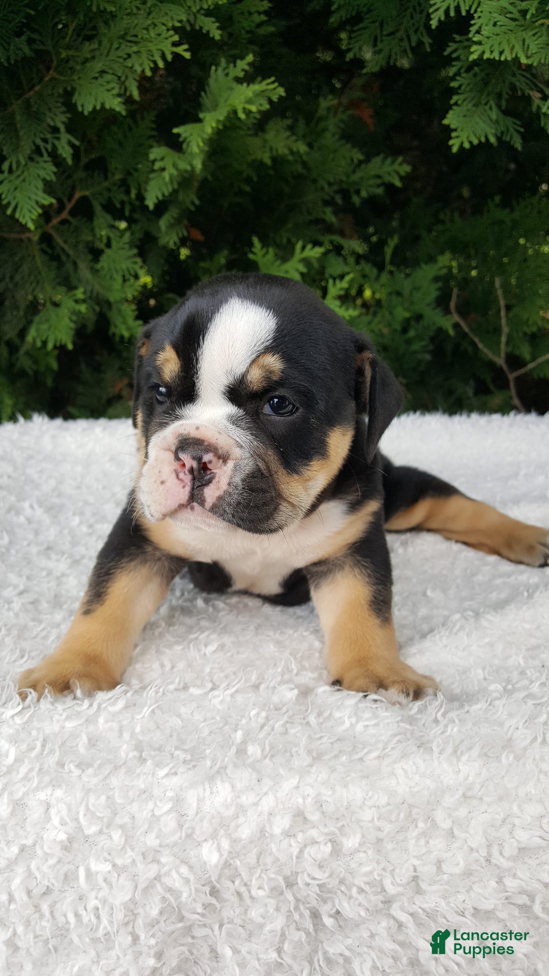 English Bulldog dogs for sale: Sage - Image 1