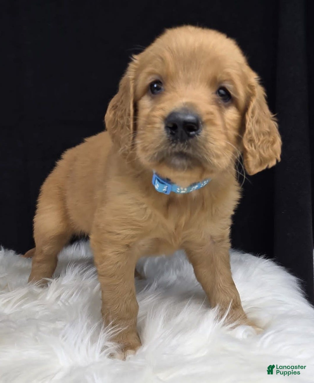 Goldendoodle dogs for sale: Raine - Image 10
