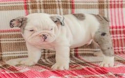English Bulldog dogs for sale: Marley - Image 6