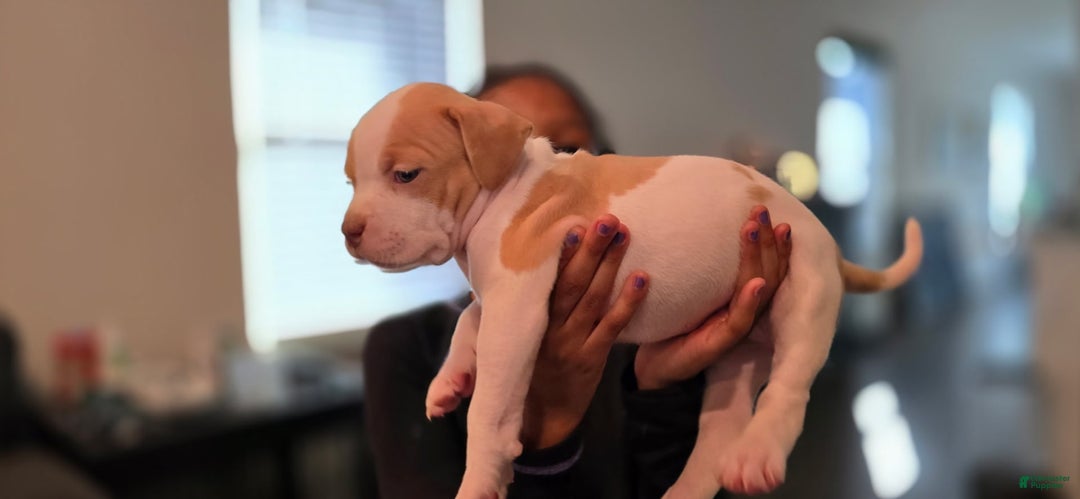 American Bully dogs for sale: Latte - Image 1
