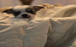 Chihuahua dogs for sale: Wren - Image 1