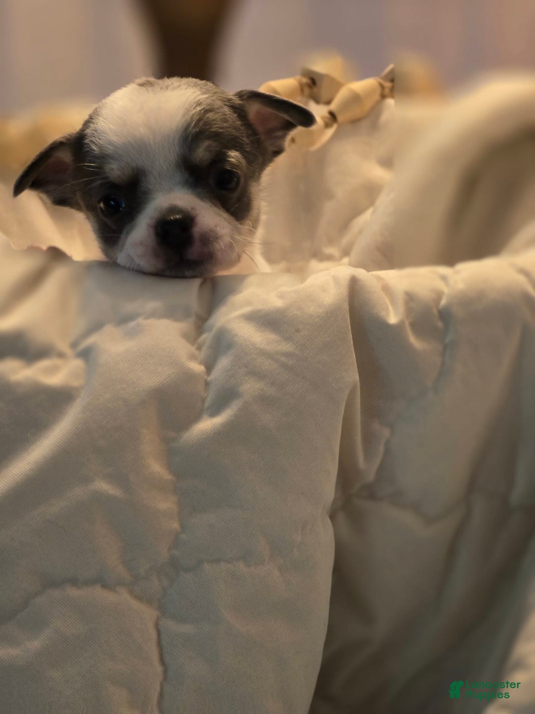 Chihuahua dogs for sale: Wren - Image 1