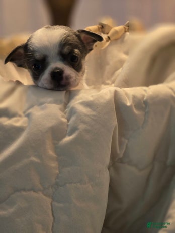 Chihuahua dogs for sale - Ad 2