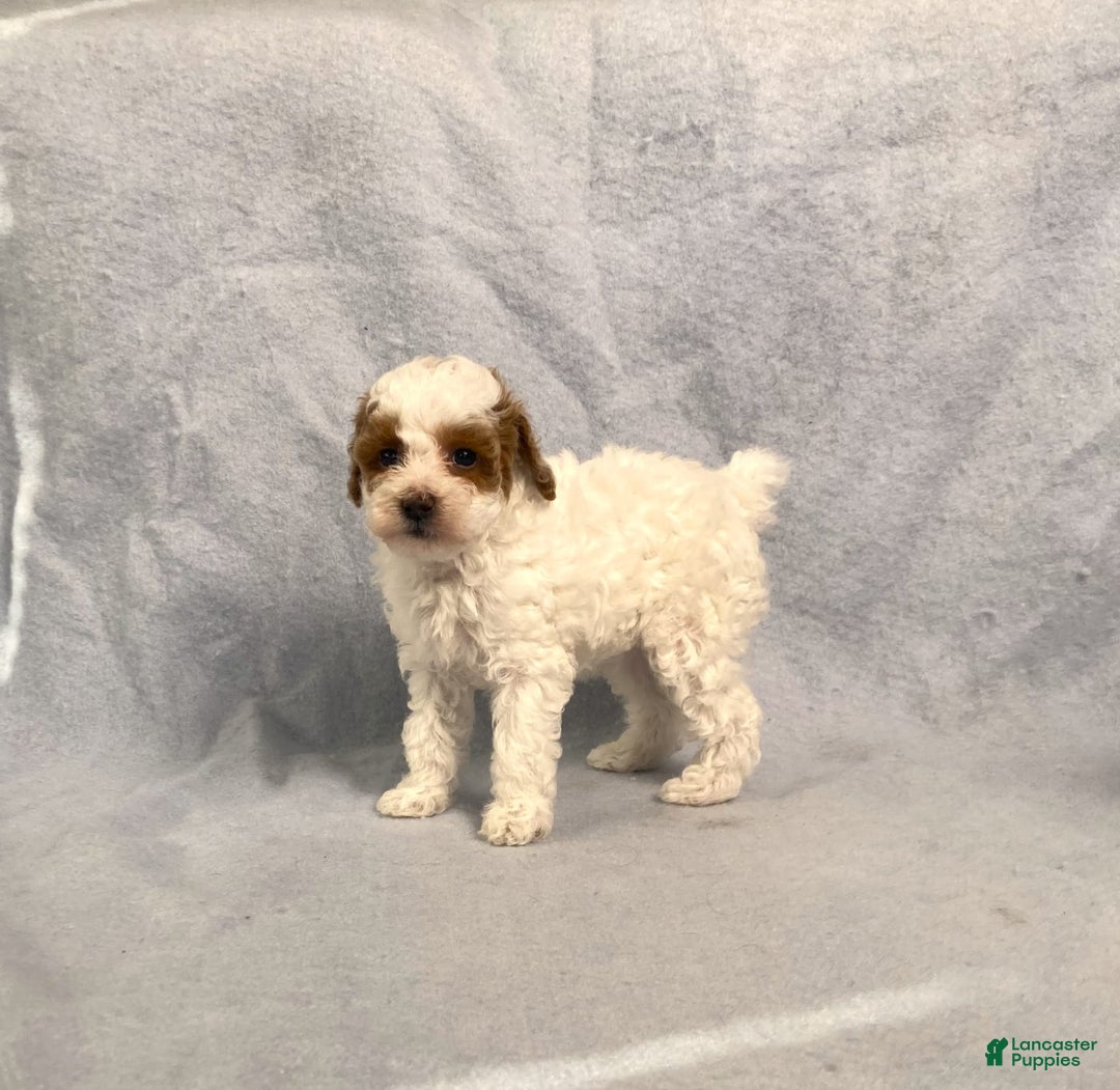 Miniature Poodle dogs for sale: Lily - Image 17